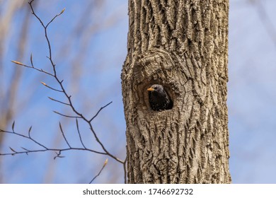 Common starling in the nesting cavity of a tree 