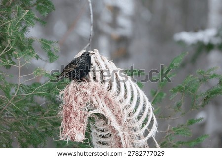 Common Starling on a Deer Ribcage
