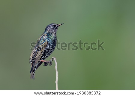 A common starling perched in isolation