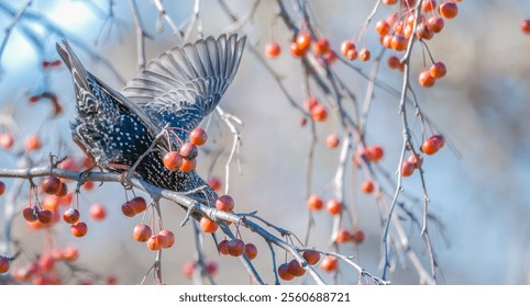 Common starling perched on a bare tree branch, reaching down to grab a red berry off a bare branch. - Powered by Shutterstock