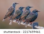 COMMON STARLING POSING ON A METAL BAR