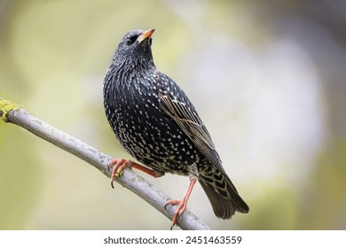 A Common starling sits on the branch and looks toward the camera lens with green-grey background with copyspace. Close-up portrait of a European starling. - Powered by Shutterstock