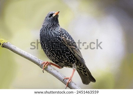 Similar – Image, Stock Photo Starling looks out of the breeding den