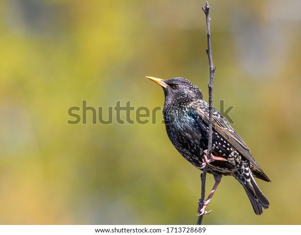 Common starling sits on a branch on a\
beautiful background