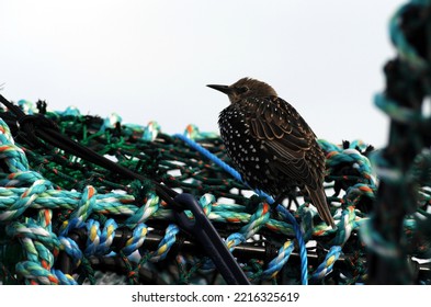 Common Starling Sits On Lobster Pots