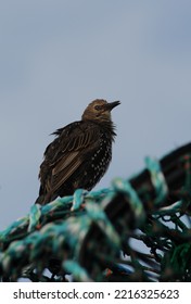 Common Starling Sits On Lobster Pots