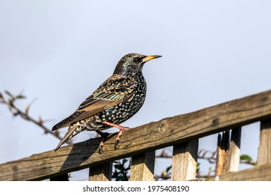 Common Starling (Stunus Vulgaris) Bird Perched On A Fence Which Is Found In The UK And Europe, Stock Photo Image