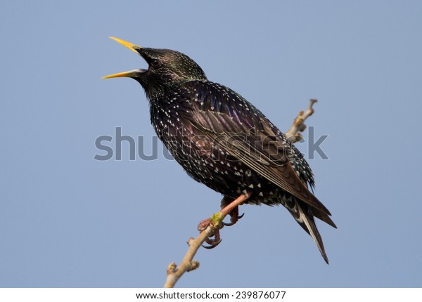Common Starling - Sturnus\
vulgaris