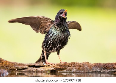 Common Starling (Sturnus Vulgaris), Beautiful Large Songbird Sitting On Edge Of Lake, Caller Bird With Spread Wings, Fluffy Wetted Feathers, Diffused Green Background, Scene From Wild Nature 