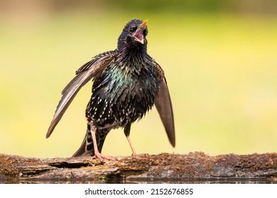 Common Starling (Sturnus Vulgaris), Beautiful Large Songbird Sitting On Edge Of Lake, Caller Bird With Spread Wings, Fluffy Wetted Feathers, Diffused Green Background, Scene From Wild Nature 