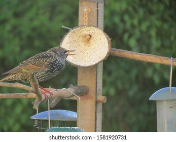 A Common Starling (Sturnus Vulgaris) Eating From A Coconut Shell Bird Feeder