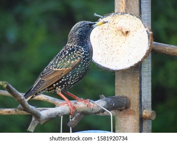 A Common Starling (Sturnus Vulgaris) Eating From A Coconut Shell Bird Feeder