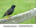 The common starling (Sturnus vulgaris), also known as the European starling, or in the British Isles just the starling, is a medium-sized passerine bird in the starling family, Sturnidae.