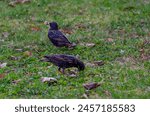 The common starling (Sturnus vulgaris), also known as the European starling walking on green spring grass, it has caught a large, fat earthworm, close up, shiny feathers.