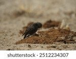 The common starling (Sturnus vulgaris), also known as the European starling in North America and simply as the starling in Great Britain and Ireland, is a medium-sized passerine bird in the starling.