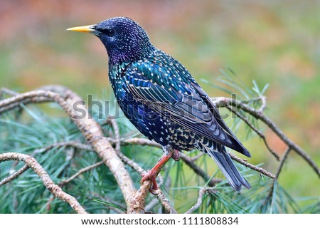 Common starling (Sturnus vulgaris), also known as the European starling,