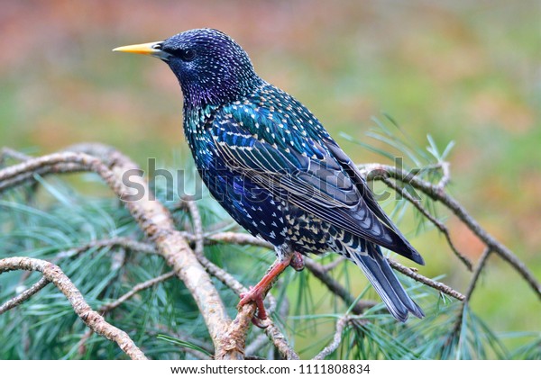 Common starling (Sturnus vulgaris), also known\
as the European\
starling,