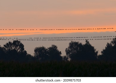 Common Starling (Sturnus vulgaris), a large flock of starlings sitting on electric wires at sunrise. Birds on the electricity line
