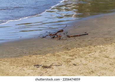 Common Starling (Sturnus Vulgaris) Looking For Food On The Beach