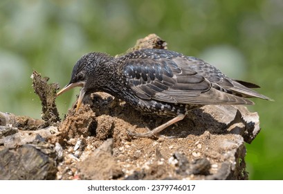 Common Starling (Sturnus vulgaris) looking for food on old tree stump with help of his strong beak 