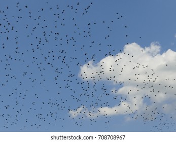 The common starling (Sturnus vulgaris) is a medium-sized bird. Large flocks of starlings can cause big damage in agriculture when they feed on fruits or crops.