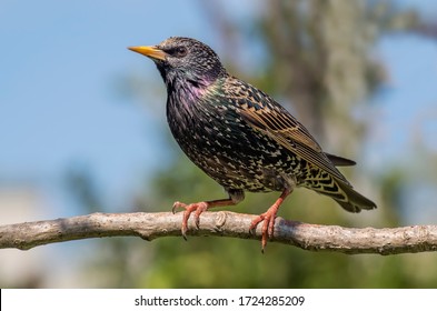Common starling (Sturnus vulgaris) on a branch