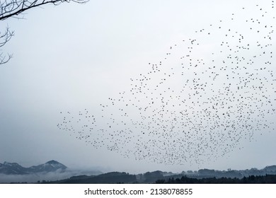 A Common Starling Swarm Near Lake Chiemsee, Bernau, Bavaria, Germany.