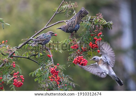 Common starlings sits on a rowan branch. Red rowan berrie in birds' beak. Fieldfare fly to delicious berries. There are many bunch ripe red berries on the tree. Wild birds on autumn nature.