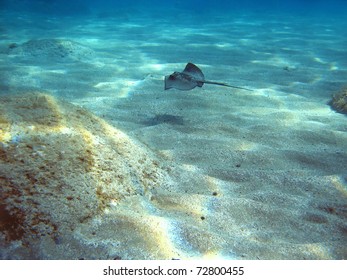 Common Sting Ray, Dasyatis Pastinaca, Underwater Swimming Above Sandy Seabed In The Mediterranean Sea, Costa Brava, Catalonia, Spain