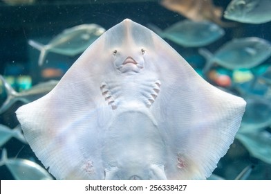 Common Stingray In The Aquarium