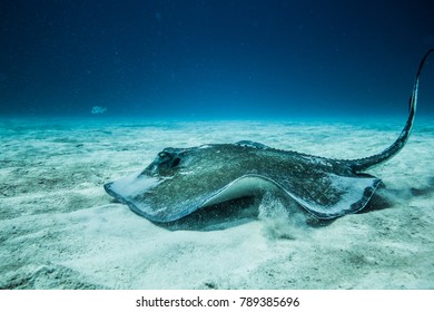 Common Stingray Swimming On Ground Ocean Stock Photo 789385696 ...