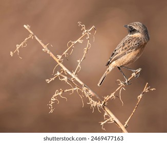 Common Stonechat bird on branch - Powered by Shutterstock