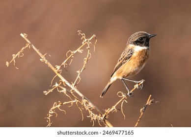 Common Stonechat bird on branch - Powered by Shutterstock