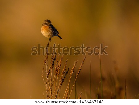 Similar – Image, Stock Photo Bluethroat Safari Biology