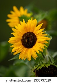 Common Sunflower (Helianthus Annuus)