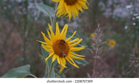 Common Sunflower, In The Meadow. Summer Season