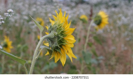 Common Sunflower, In The Meadow. Summer Season