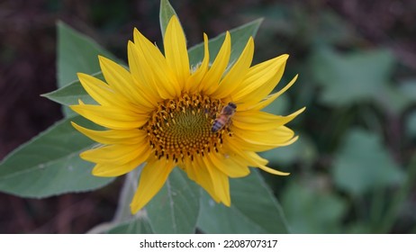 Common Sunflower, In The Meadow. Summer Season