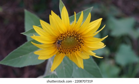 Common Sunflower, In The Meadow. Summer Season