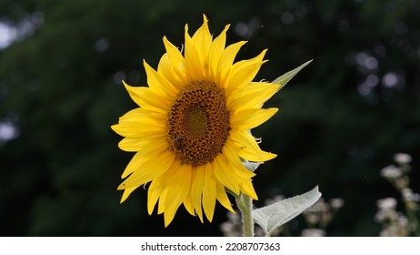 Common Sunflower, In The Meadow. Summer Season