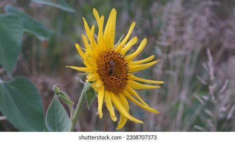 Common Sunflower, In The Meadow. Summer Season