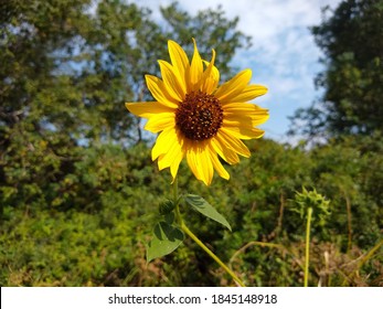 A Common Sunflower In The Texas Sun