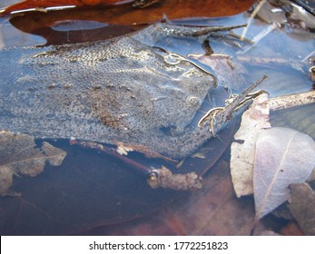 Common Suriname Toad Or Star-fingered Toad (Pipa Pipa)