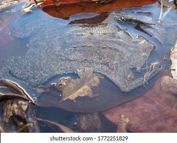 Common Suriname Toad Or Star-fingered Toad (Pipa Pipa)