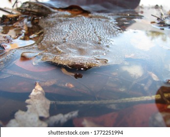 Common Suriname Toad Or Star-fingered Toad (Pipa Pipa)