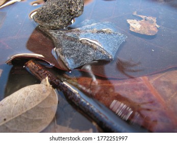 Common Suriname Toad Or Star-fingered Toad (Pipa Pipa)