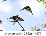 A common swallow (Hirundo rustica) approaches in flight the little one perched on a branch to feed it.