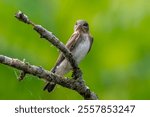 A common swallow of the riverways of Wisconsin, this Northern Rough-winged was perching on some dead branches overhanging the Turtle Creek.