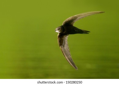 Common swift in active flight over the lake taken in evening sun.