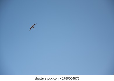 Common Swift, Apodiform Bird Of The Apodidae Family With The Scientific Name Of Apus Apus In Flight